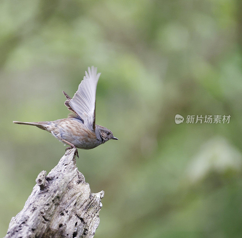 邓诺克（Pruella modularis）